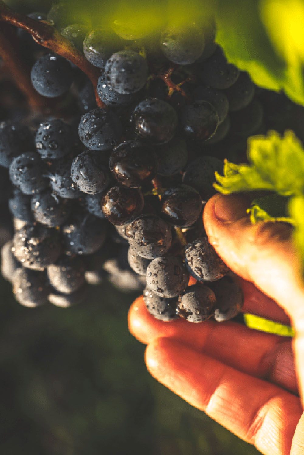 Nos-vins Nos-vins