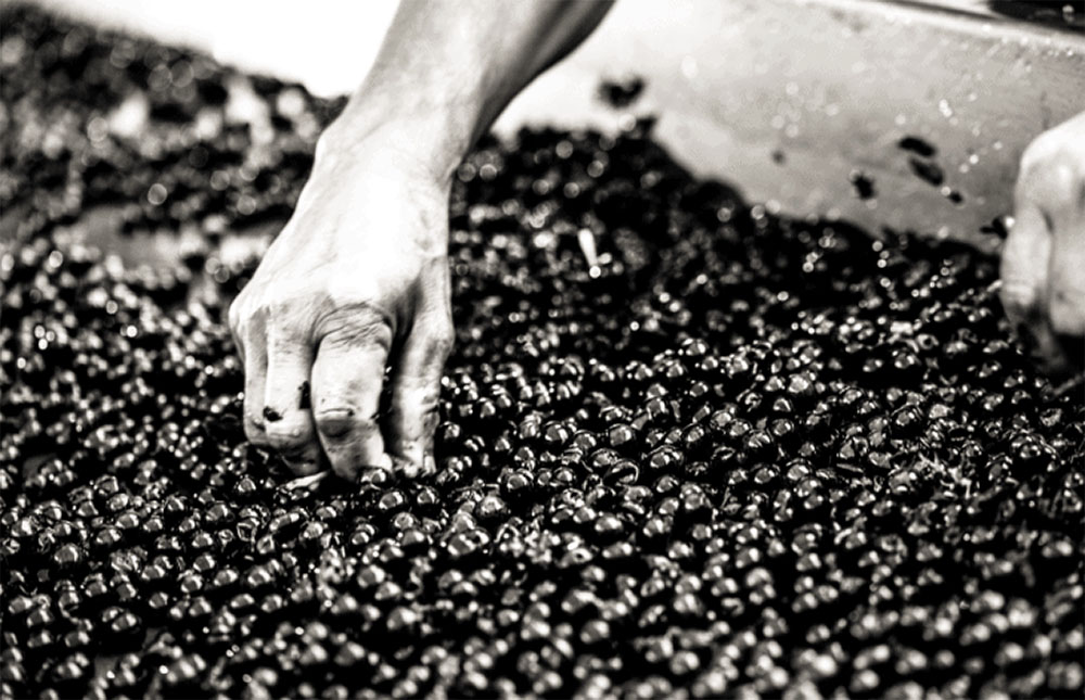 preparation-raisin_MIKA_BOUDOT preparation-raisin_MIKA_BOUDOT