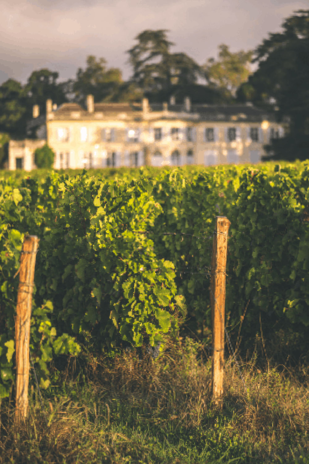 vignes-chateau_MIKA_BOUDOT vignes-chateau_MIKA_BOUDOT