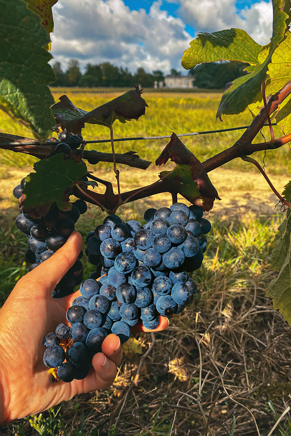 grape vines grape vines
